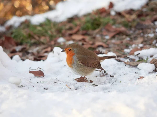 Selective Focus Erithacus Rubecula Robin Bird Standing Snow Orange Bellied — Stock Photo, Image