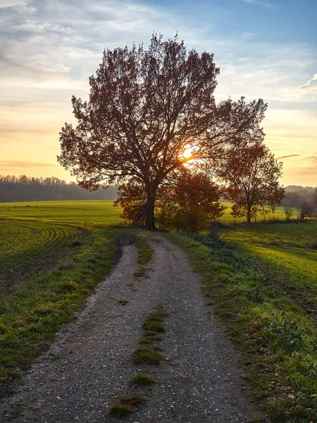 Zachodzące Słońce Ukrywa Się Koroną Drzewa Piękny Jesienny Zachód Słońca — Zdjęcie stockowe