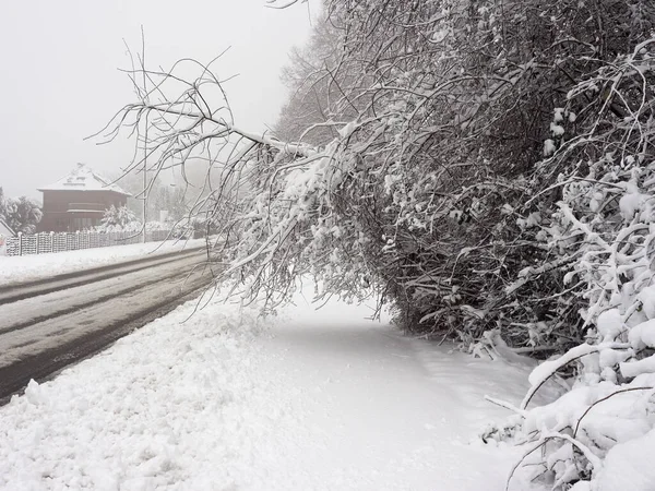 Árbol Caído Acera Bajo Presión Nieve Caminos Cubiertos Nieve Aceras — Foto de Stock
