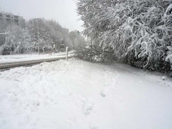 Árbol Caído Acera Bajo Presión Nieve Caminos Cubiertos Nieve Aceras — Foto de Stock