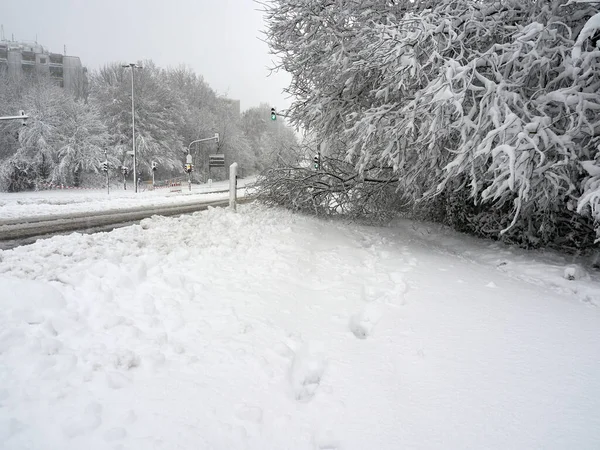 Fallen tree on the sidewalk under the pressure of snow. Snow-covered roads and sidewalks and trees. Winter attack in Germany. Heavy snowfall in Heiligenhaus. Winter 2021