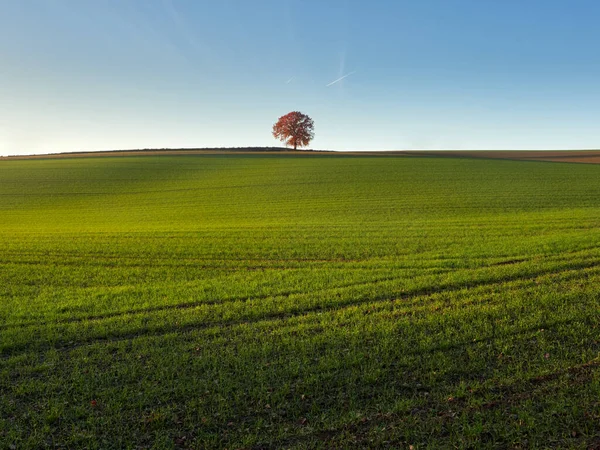 Wiejski Jesienny Krajobraz Samotnego Drzewa Trawiastej Zielonej Łące Landscpae Niemieckim — Zdjęcie stockowe