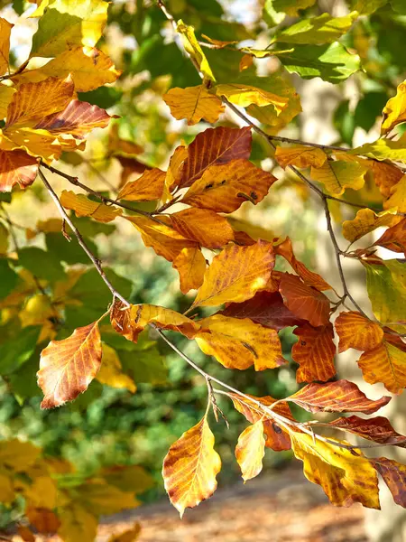 Beech Branch Leaves Autumnal Colors Yellow Orange Green Leaves Lit — Stock Photo, Image