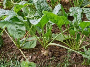 Şeker pancarı tarlası. Toprakta olgunlaşan şeker pancarları. Topraktan çıkan yeşil yapraklı pancar yumrusu hasat için hazır..