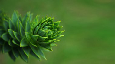 Araucaria - Güney Amerika 'ya özgü bir kozalaklı ağaç. Fotoğrafçılığı kapat