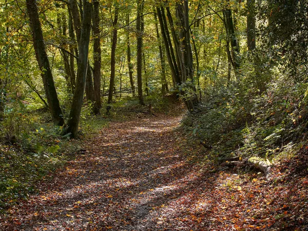 Ścieżka Lesie Jesienią Jesienny Słoneczny Dzień Lesie Niemieckim Mieście Ratingen — Zdjęcie stockowe