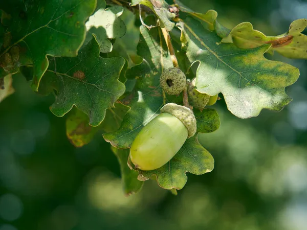 Bellota Verde Amarilla Creciendo Entre Las Hojas Roble Anuncia Otoño — Foto de Stock