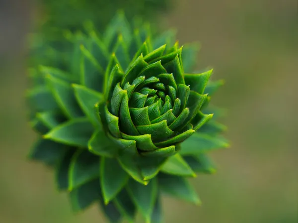 Araucaria Albero Conifere Originario Dell America Del Sud Fotografia Vicino — Foto Stock