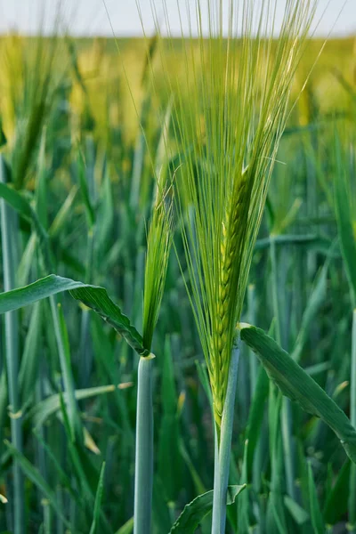 Зеленое Пшеничное Поле Созревает Солнце Зеленые Лопасти Пшеницы Окутанные Весенним — стоковое фото