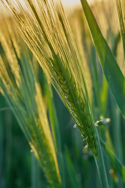 Zelené Pšeničné Pole Zraje Slunci Zelené Listy Pšenice Zahalené Jarním — Stock fotografie