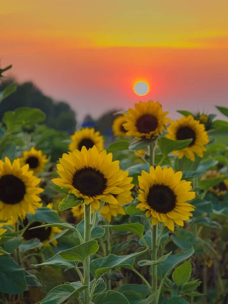 Vista Del Campo Girasoles Durante Hora Dorada Fondo Puede Ver — Foto de Stock