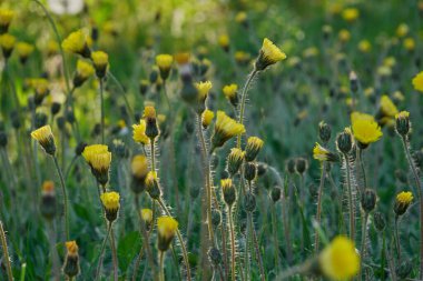 Çiçekli karahindibalarla çayır manzarası.