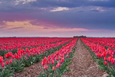 Bir lale tarlasında gün batımından sonra manzara fotoğrafçılığı Grevenbroich (Almanya 'da Kuzey Ren Vestfalyası) )