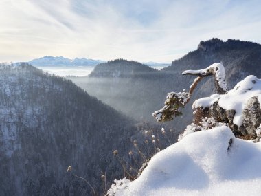 The famous pine tree on the top of Sokolica. Winter landscape of the Pieniny Mountains with the Tatra Mountains in the background. View of the Dunajec gorge. Frosty morning in the mountains.