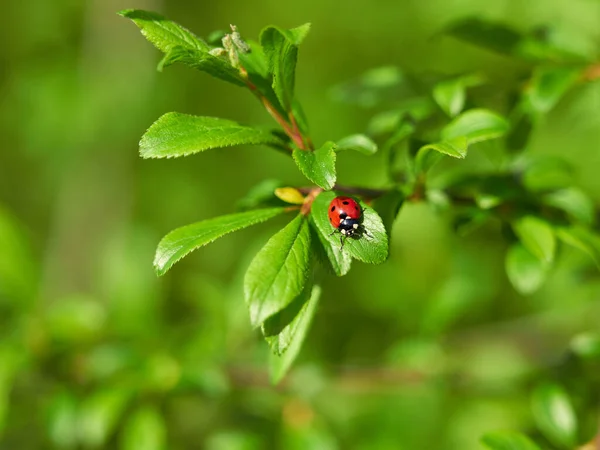 Ladybug Green Leaf Red Ladybug Black Dots Blurred Background — Foto de Stock