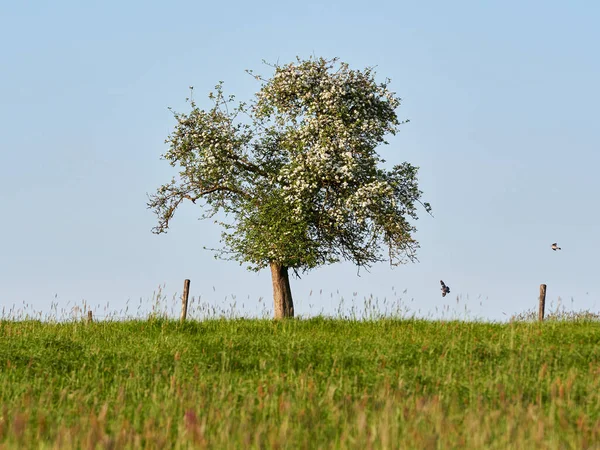 Kwitnące Drzewo Owocowe Tle Błękitnego Nieba Samotne Drzewo Zielonej Łące — Zdjęcie stockowe