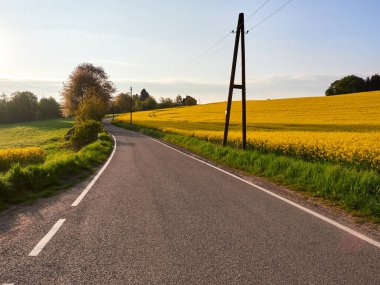 Sarı tecavüz tarlaları arasında asfalt yol.
