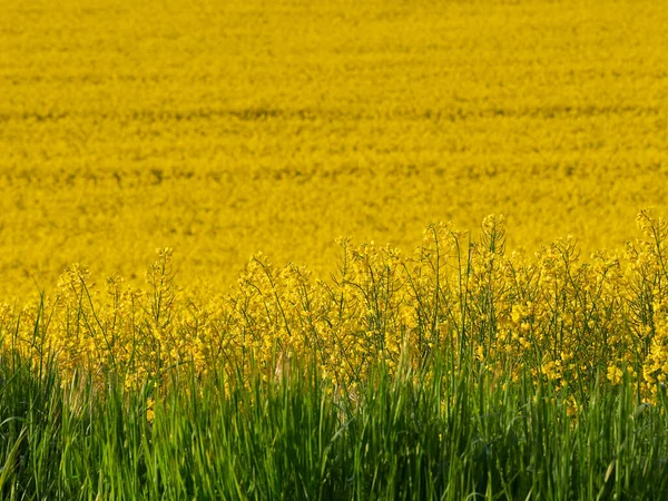 Yellow Flowers Blooming Rapeseed Background Yellow Rapeseed Field Green Stems — Fotografia de Stock