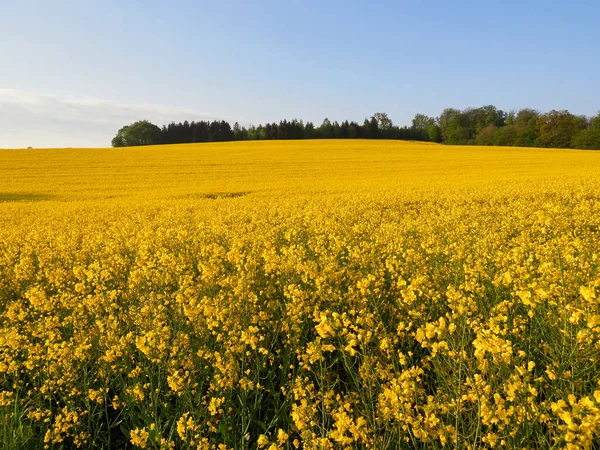 Sabahları çiçek açan sarı tecavüz tohumları. Arka planda mavi gökyüzü.