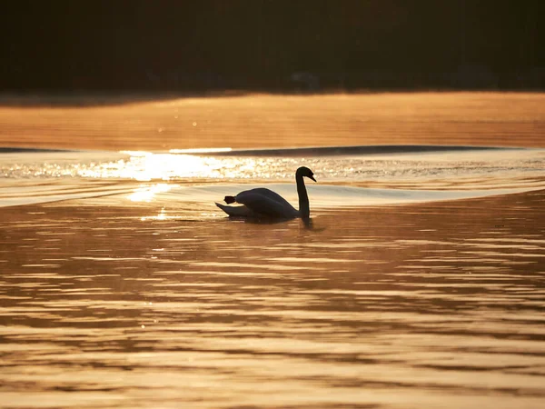 Cigno Che Nuota Sul Lago Baldeneysee Sotto Raggi Del Sole — Foto Stock