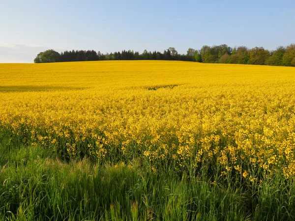 Sabahları çiçek açan sarı tecavüz tohumları. Arka planda mavi gökyüzü.