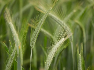 Olgunlaşan yeşil buğday tarlasına yakın çekim. Tahılın saplarına ve tohumlarına odaklanın.