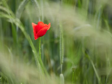 Yeşil buğday tarlasında kırmızı haşhaş. Boşluğu kopyala