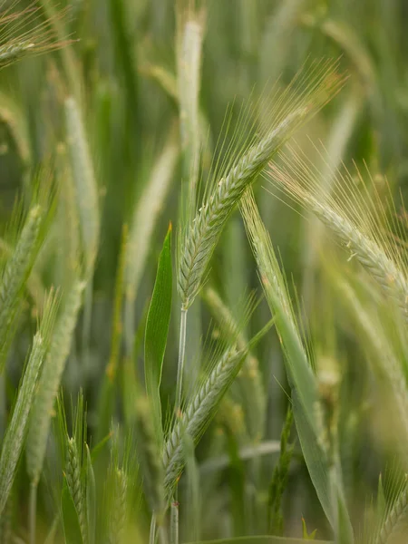 Крупный План Зеленого Спелых Пшеничных Полей Селективный Акцент Стебли Семена — стоковое фото