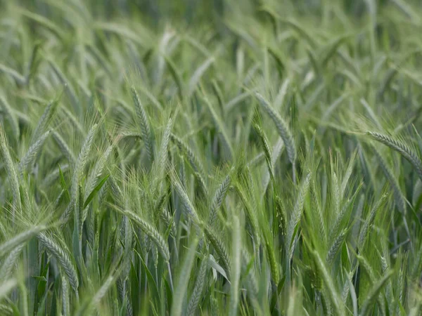 Detailní Záběr Zeleně Zrající Pšeničné Pole Selektivní Zaměření Stébla Semena — Stock fotografie