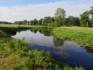 Rogalin sulak alanları. Polonya 'nın en ünlü meşeleri..