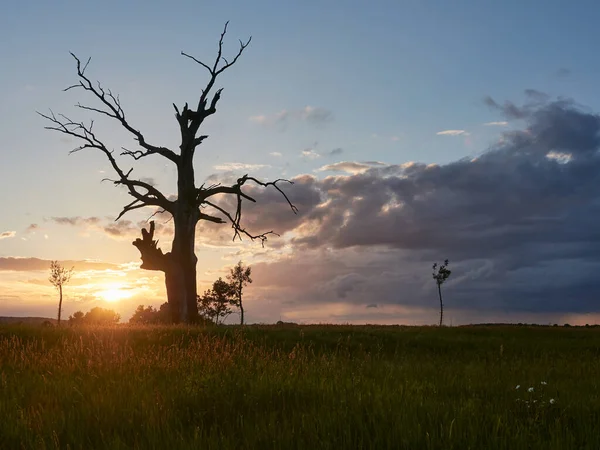 Rogalin Wetlands Beroemdste Eiken Polen Tijdens Een Dramatische Zonsondergang — Stockfoto