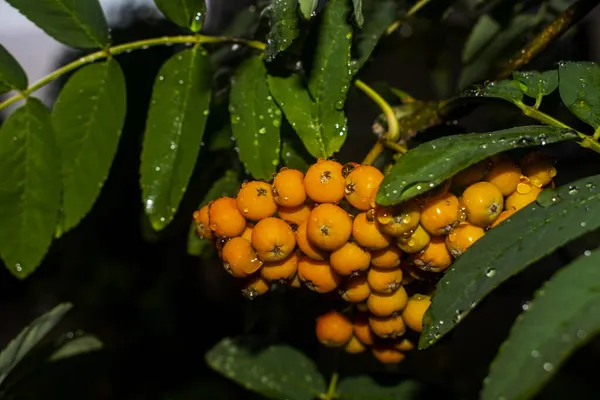 Pyracantha portakalı, su damlalarıyla yakın plan.
