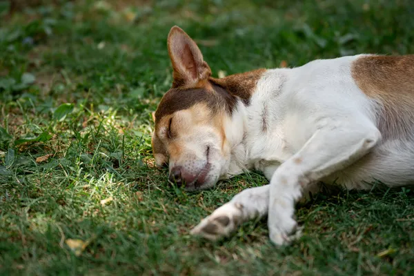 Küçük köpek bahçedeki çimlerin üzerinde uyuyor.