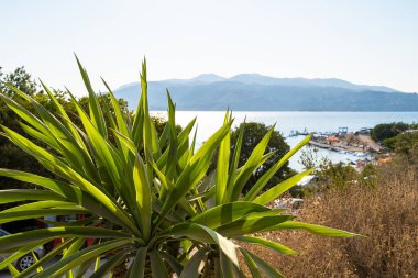 Arkasında deniz, sahil ve dağlar olan palmiye ağaçları.