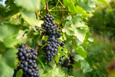 Üzüm bağlarında yeşil yapraklı mavi asma.
