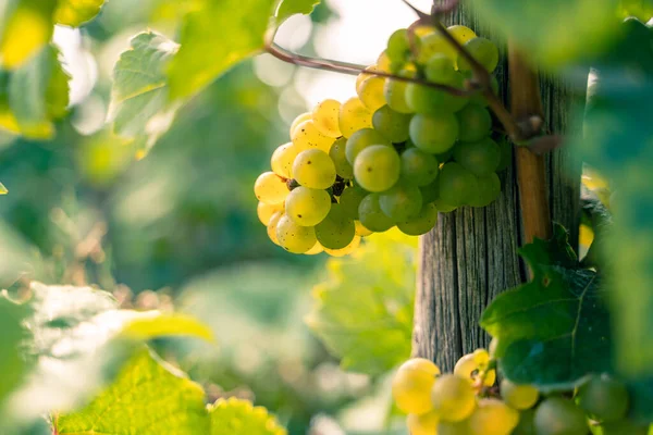 Yellow Ripe Grapes Green Leaves Vineyards Sunny Day Summer — Stock Photo, Image