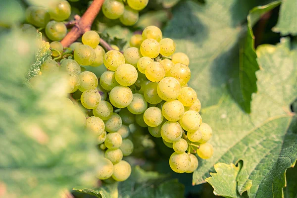 Ripe Yellow Grapes Green Leaves Vineyards — Stock Photo, Image