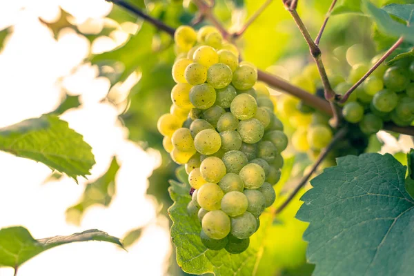 Bunch Yellow Grapes Vine Vineyards Green Leaves Background — Stock Photo, Image