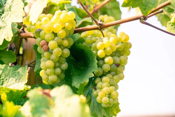 Two Bunches Ripe Yellow Grapes Vine Vineyards Warm Morning Summer — Stock Photo, Image