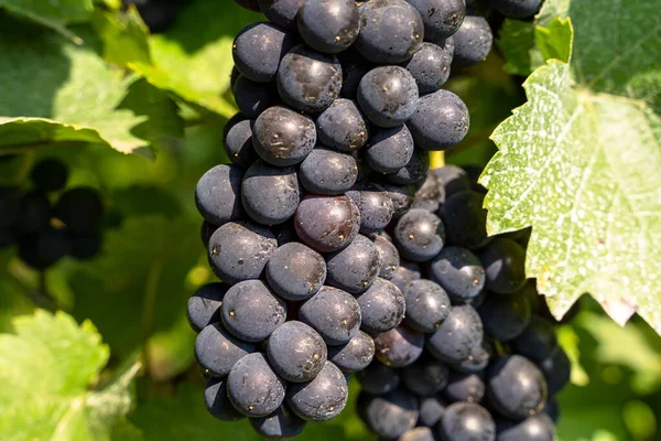 Blue Ripe Grapes Green Leaves Warm Summer Morning Vineyards — Stock Photo, Image