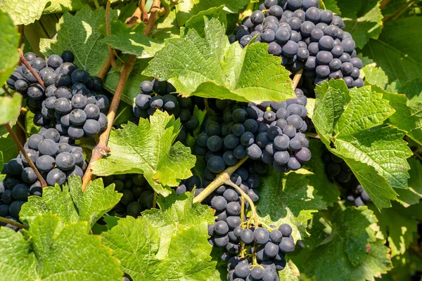 Bunch Blue Grapes Green Leaves Vineyards — Stock Photo, Image