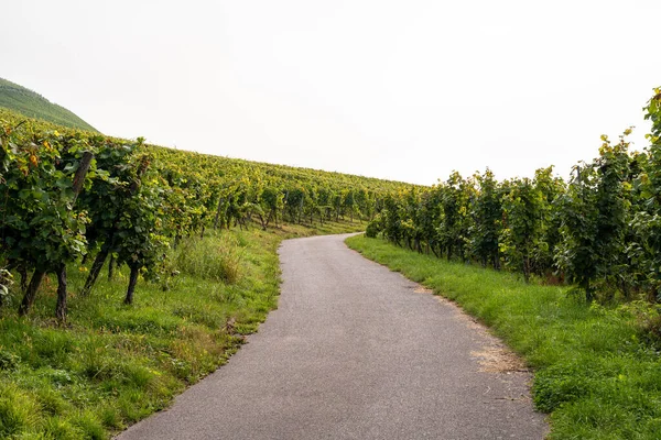 Asphalted Winding Path Vineyards Grapevines Sides — Stock Photo, Image
