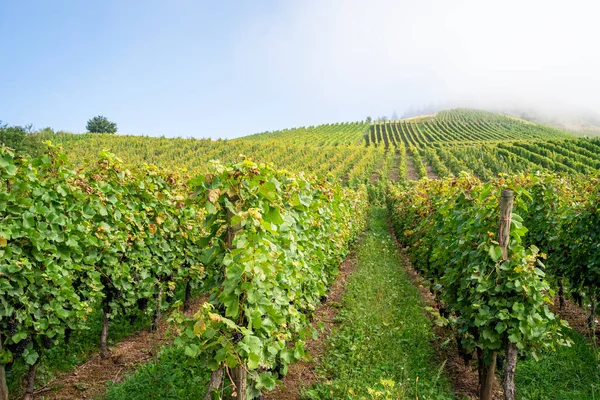 Grapevines Late Summer Vineyards Blue Sky — Stock Photo, Image