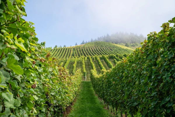 Vineyard Grape Vines Warm Summer Morning Blue Sky Some Fog — Stock Photo, Image