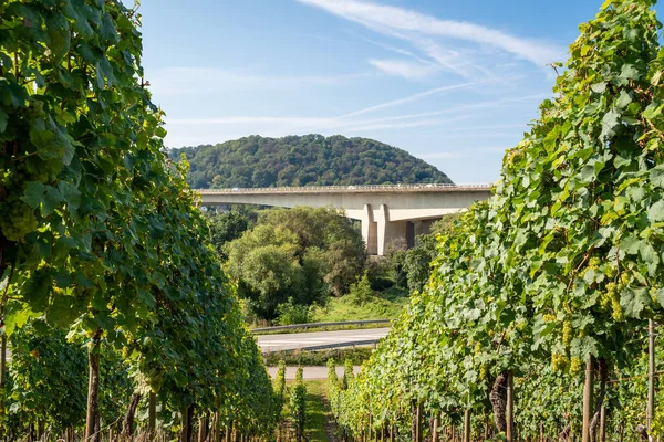 View Grape Vines Modern Concrete Bridge Blue Sky Background — Stock Photo, Image