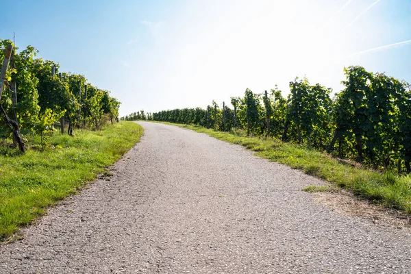 Asphalted Path Way Vineyards Grapevines Sides Beautiful Blue Sunny Sky — Stock Photo, Image