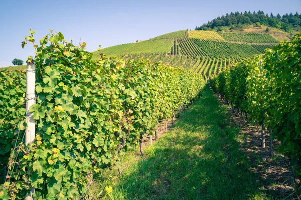 Grapevines Vineyards Blue Sky Summer — Stock Photo, Image