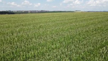 Yazın yeşil olgun mısır tarlası üzerinde İHA uçuşu