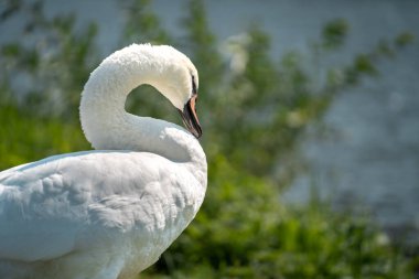 Beyaz kuğu eğik boyunlu nehre bakıyor.