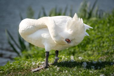 Beyaz kuğu gagasıyla tüylerini temizlerken bir nehrin kenarında çimlerin üzerinde duruyor.